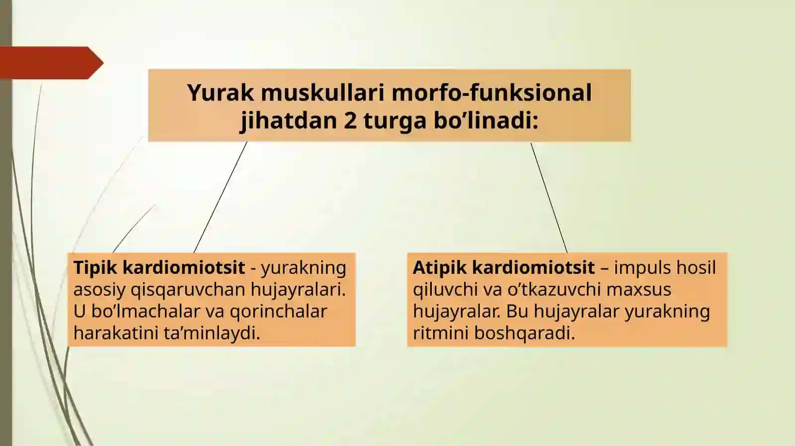 Yurak mushaklari fiziologiyasi 4