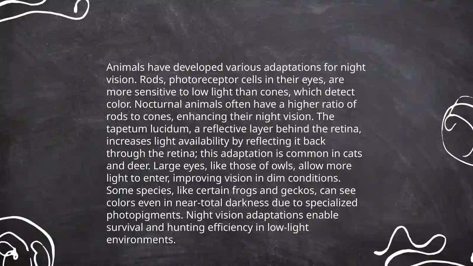 Nocturnal animals 4
