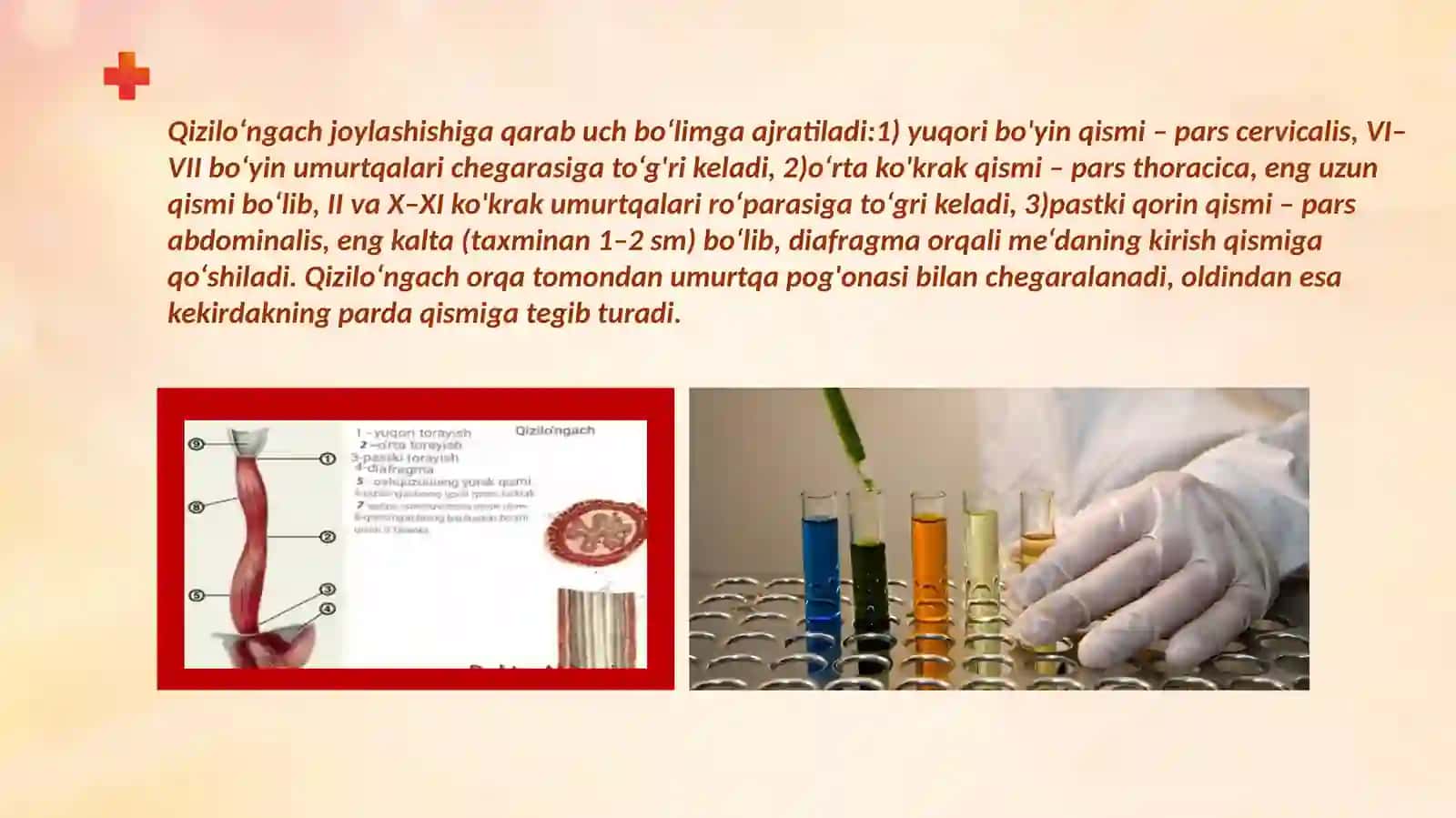 Qizilo'ngach va Meda 4