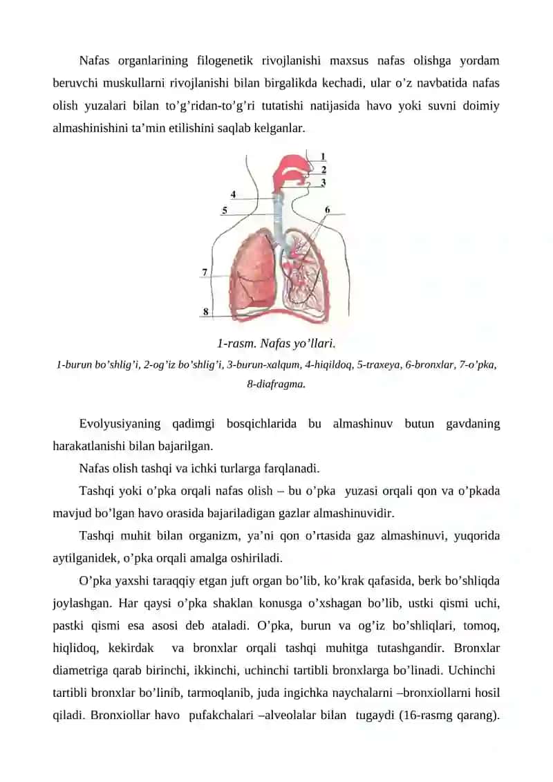 Nafas olish organlari fiziologiyasi 4