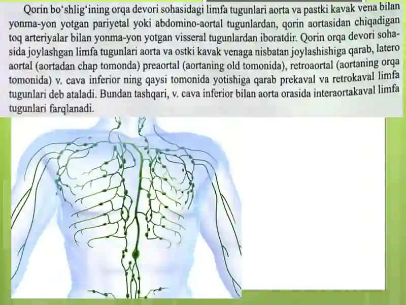 limfa va taloq anatomiyasi pptx 4