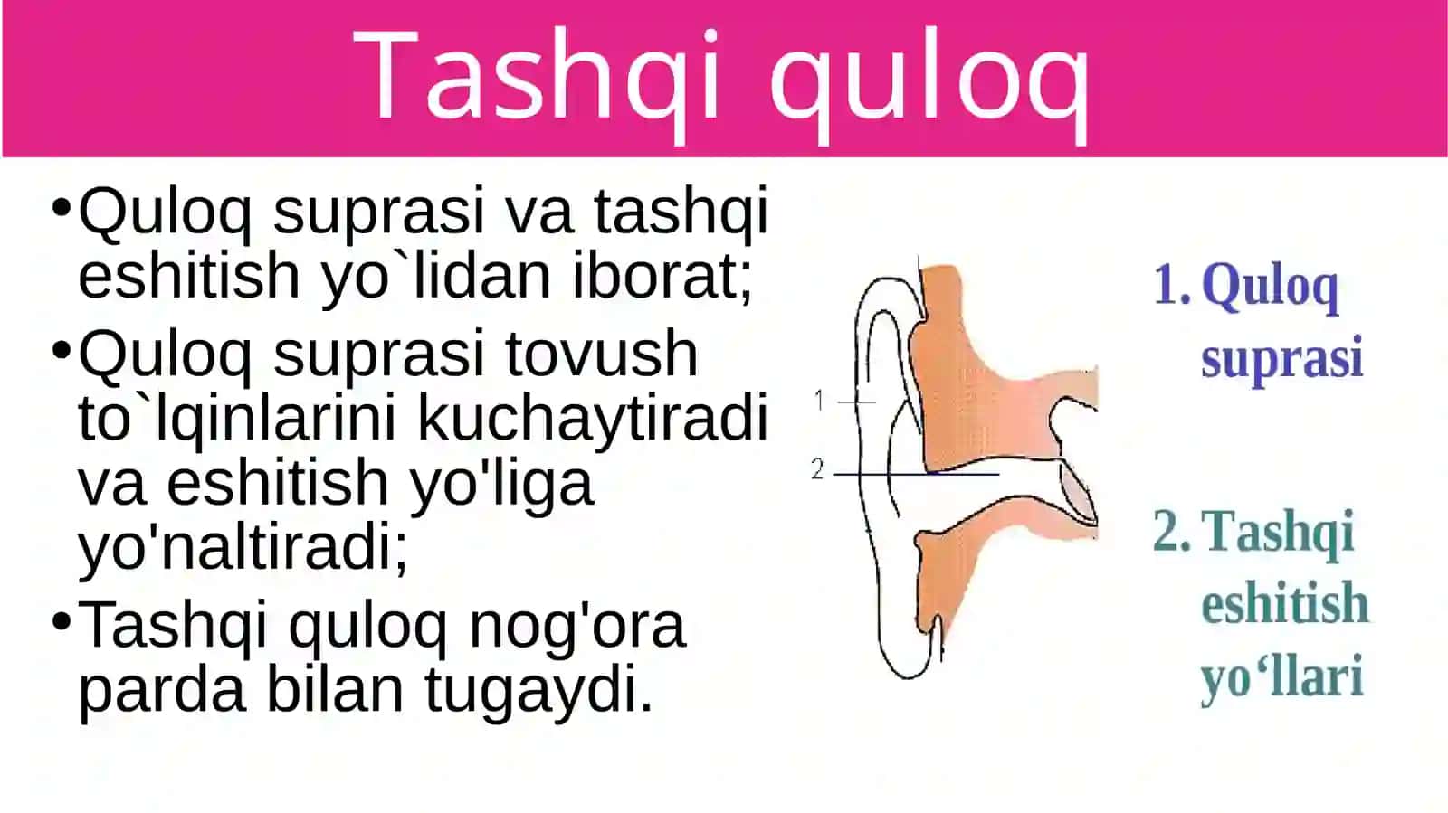 Eshitish organlarining tuzilishi 4