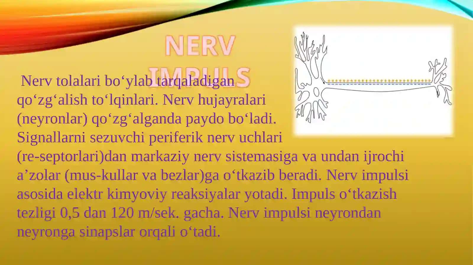 Nerv Impulslarining O'tish Mexanizmlari 4