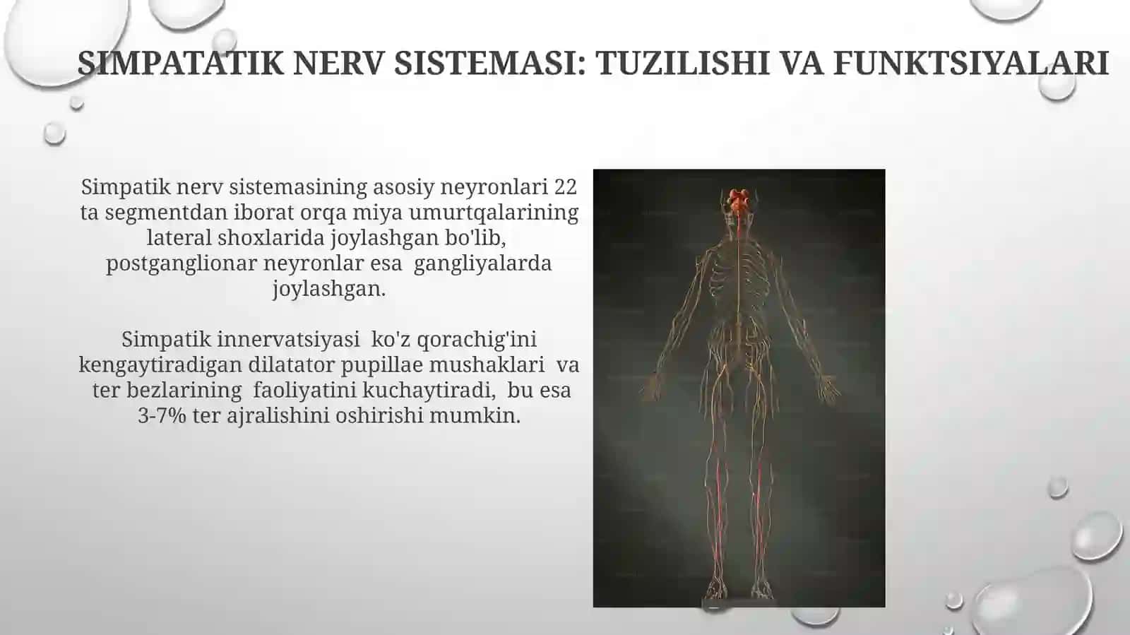 Vegetativ Nerv Sistemining Umumiy Tavsifi 4