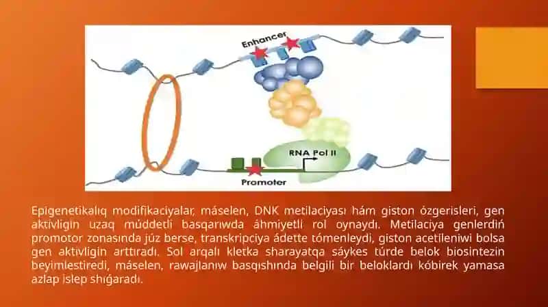 Belok biosinteziniń basqarılıwı 4