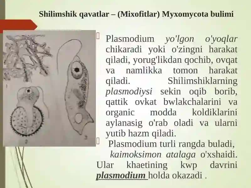 Xaqiqiyshilimshiqlar sinfitasnifi 4
