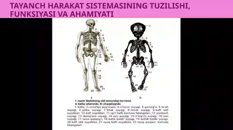 TAYANCH HARAKATLANISH SISTEMASI 4
