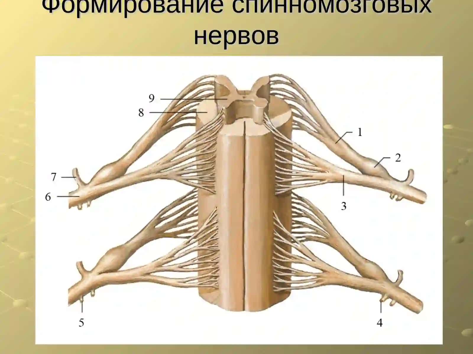 Хирургия финляндиида 4