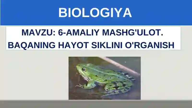 MAHMALOTLAR HAYOT SIKLINI O'RGANISH 4
