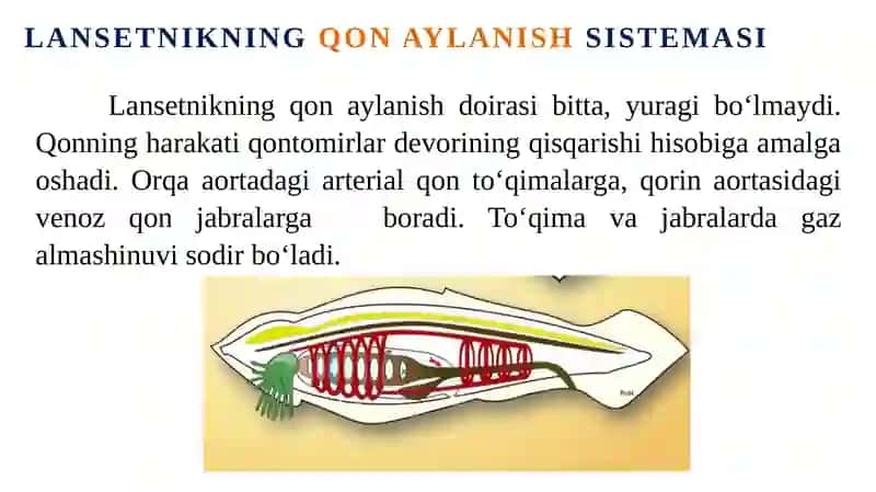 Umurtqalilarning qon aylanish sistemasi 4