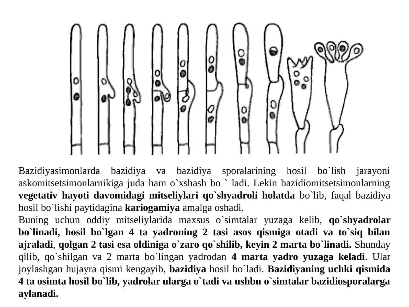 Bazidomitsetsimonlar(Basidiomycetes)sinfi 4
