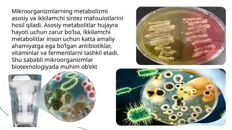 Mikroorganizmlardan zarur moddalar sintezlab olish 4