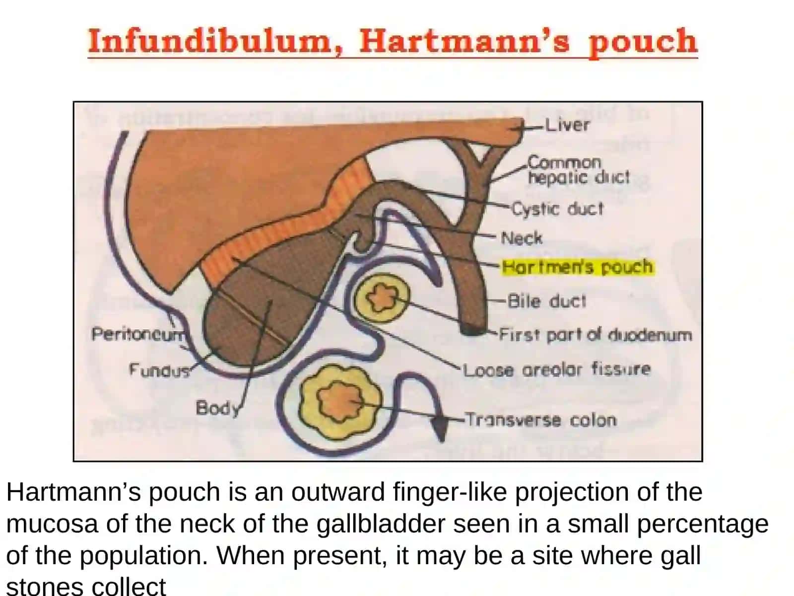 Applied Anatomy of the Abdomen 4