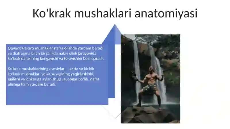 Ko’krak muskullari diafragmasi 4