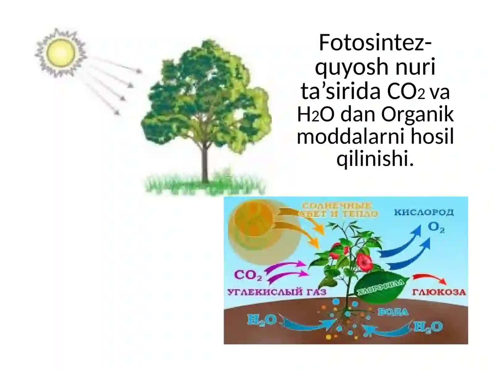 Hujayraning oziqlanishi 4