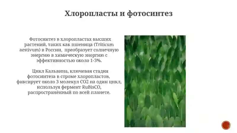 Растительная клетка 4