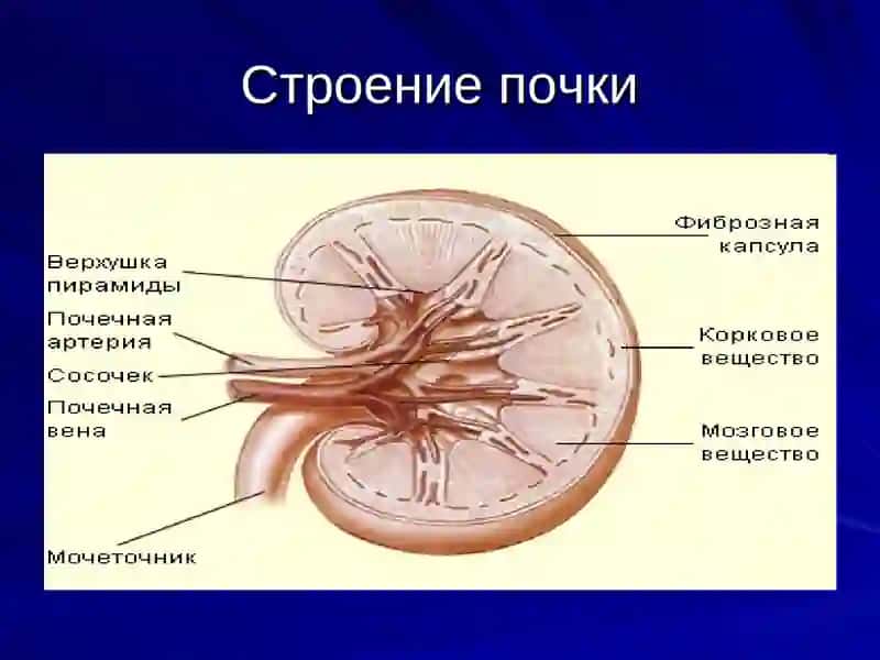 БИОХИМИЯ ПОЧЕК 4