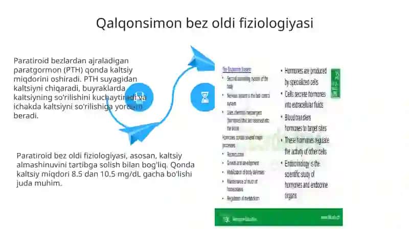 Endokrin bezlar fiziologiyasi 4