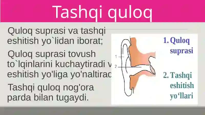 Eshitish organlarining tuzilishi 4