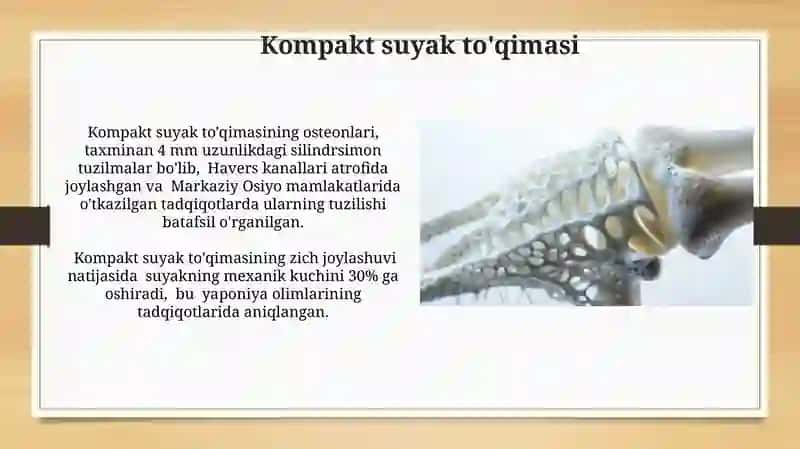 Suyak to'qimasi 4