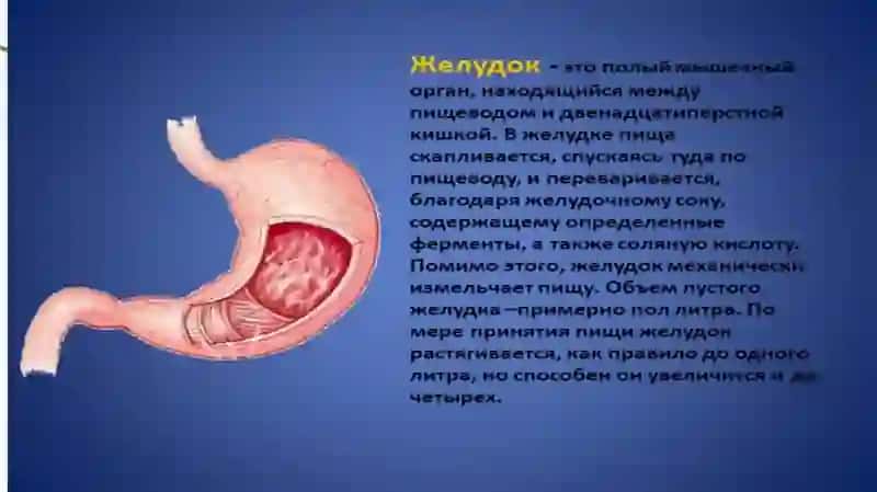 ВНУТЕРННЫЙ ОРГАНИ ЧЕЛОВЕКА 4