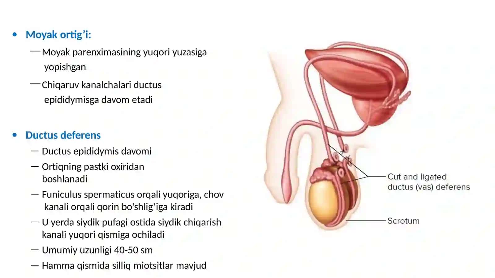 Erkaklar reproduktiv sistemasi 4