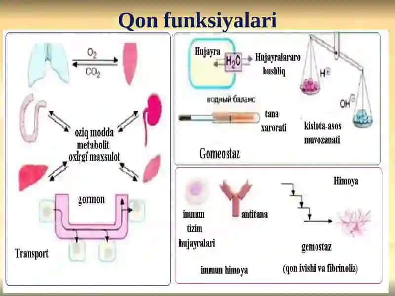 QON VA LIMFA-RETIKULYAR TIZIMI BIOKIMYOSI 4