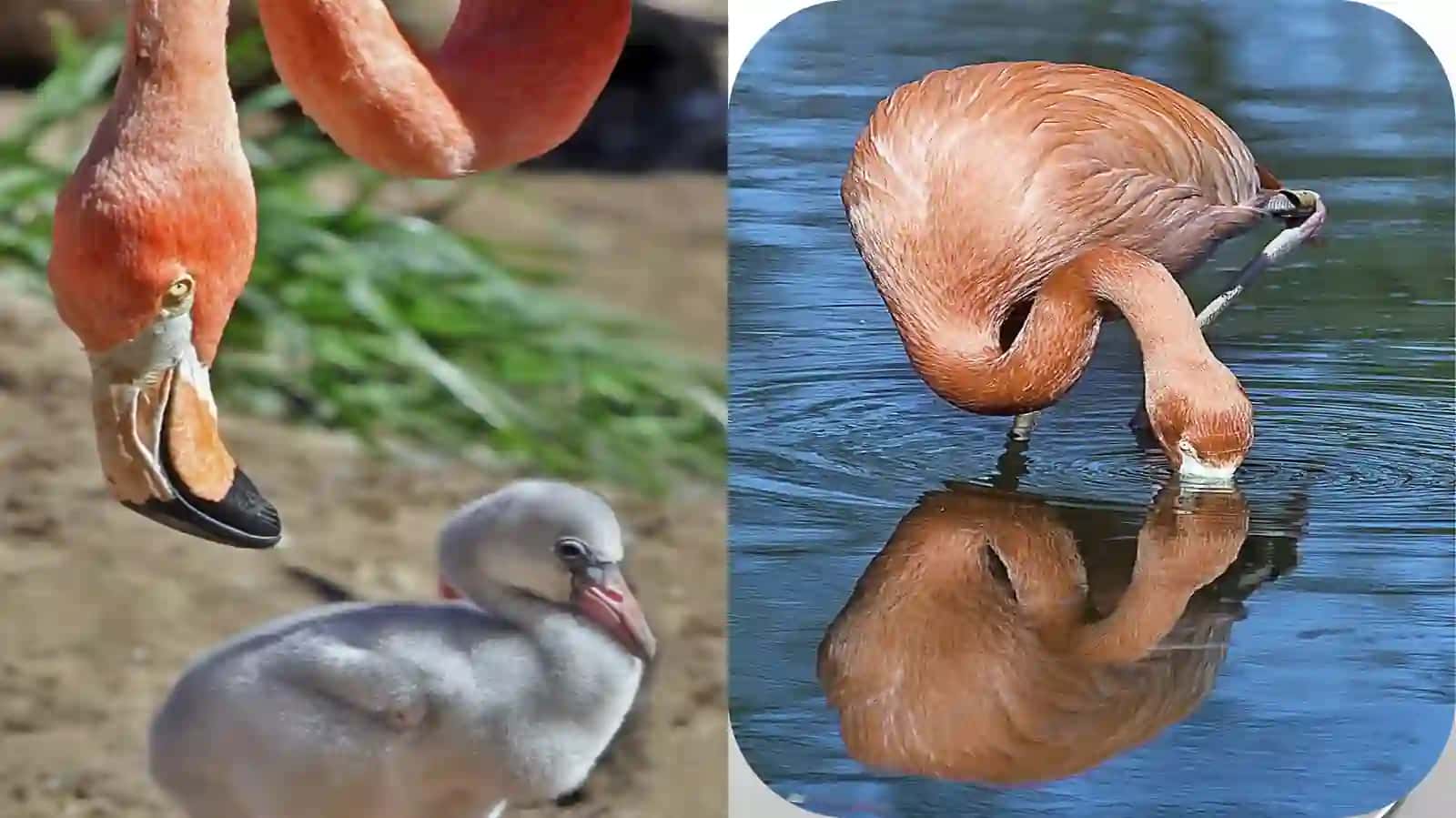 Pushti flamingo (Roseus phoenicopterus) 4