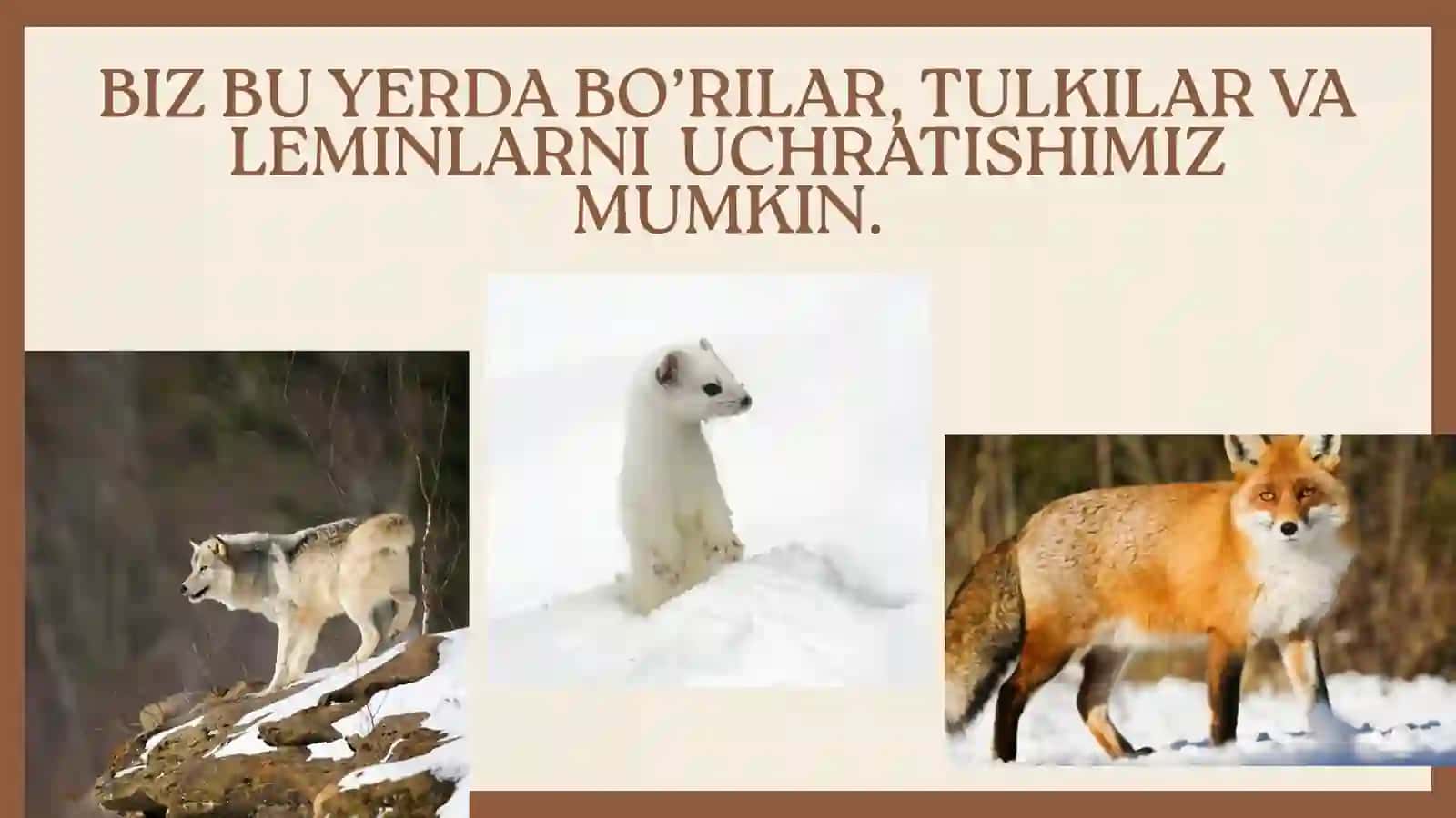 TYANSHAN TOG’LARI TABIATI 4