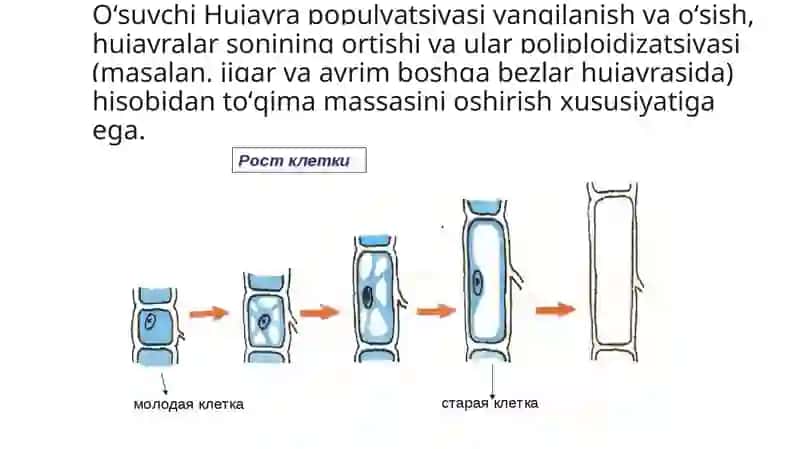 Hujayra populyatsiyalarining turlari 4