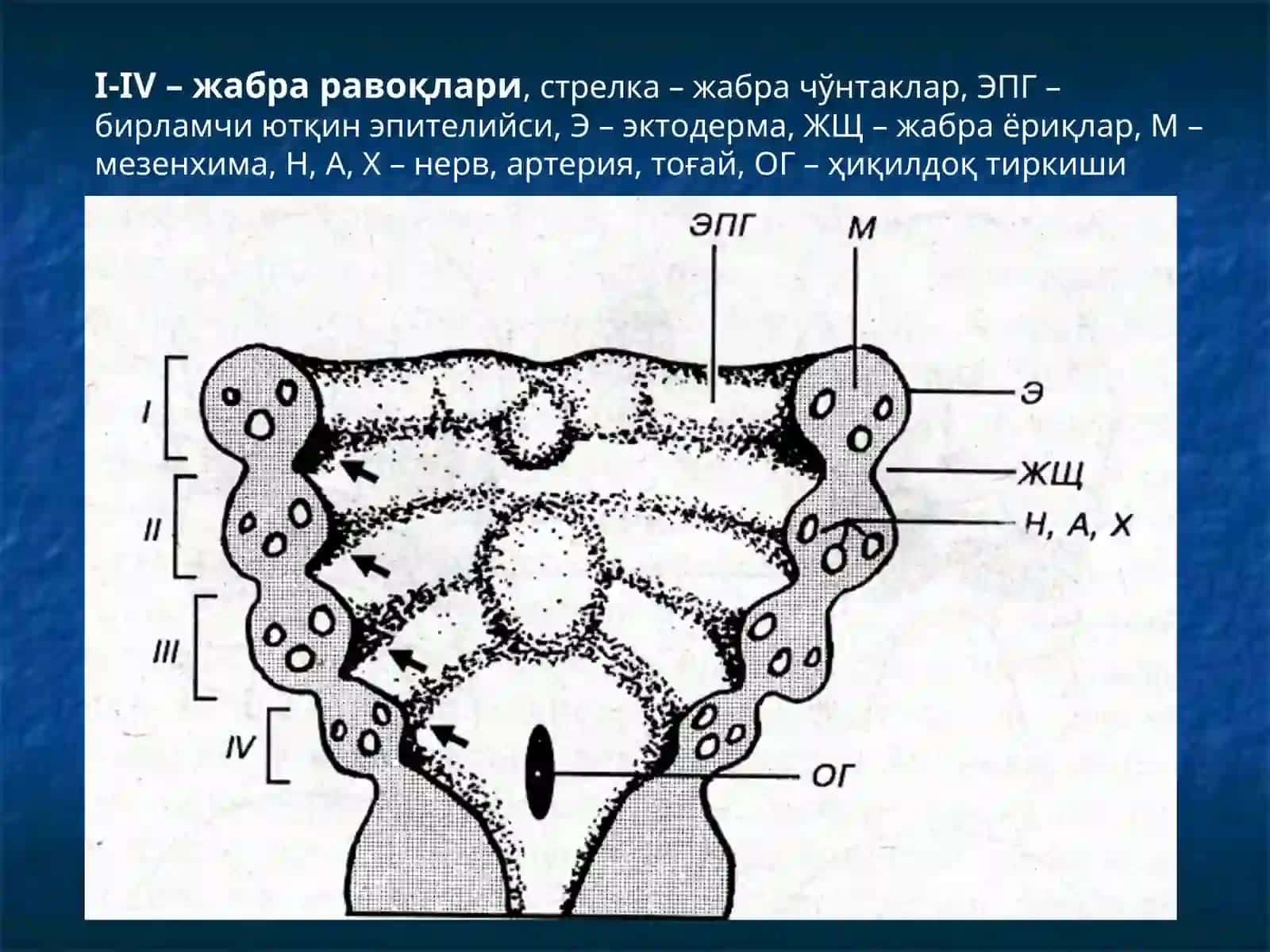 ҲАЗМ ТИЗИМИ 4