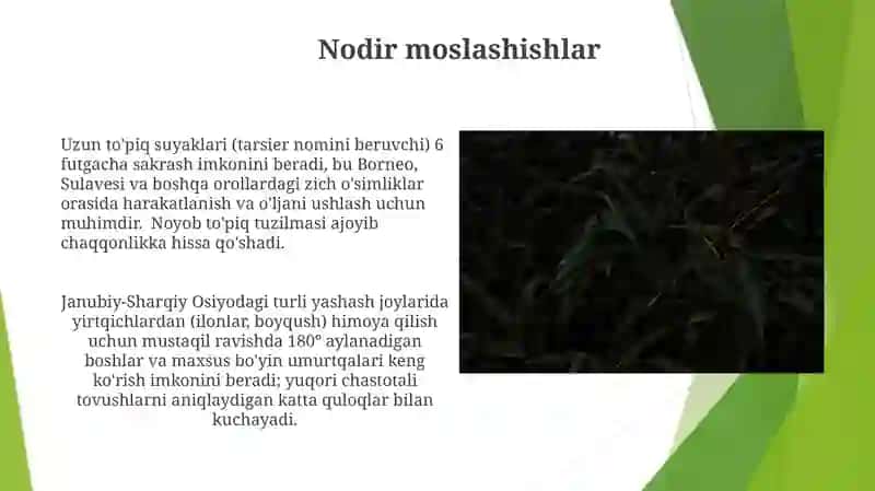 Tarsier 4