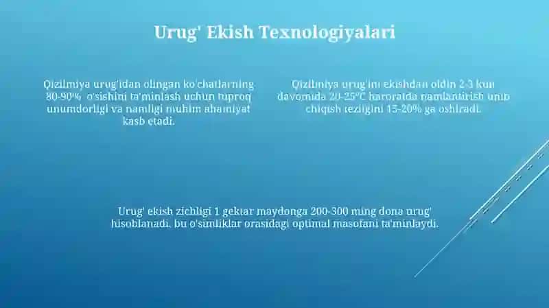 Qizilmiya oʻsimligining urugchiligi va kochatchiligi 4