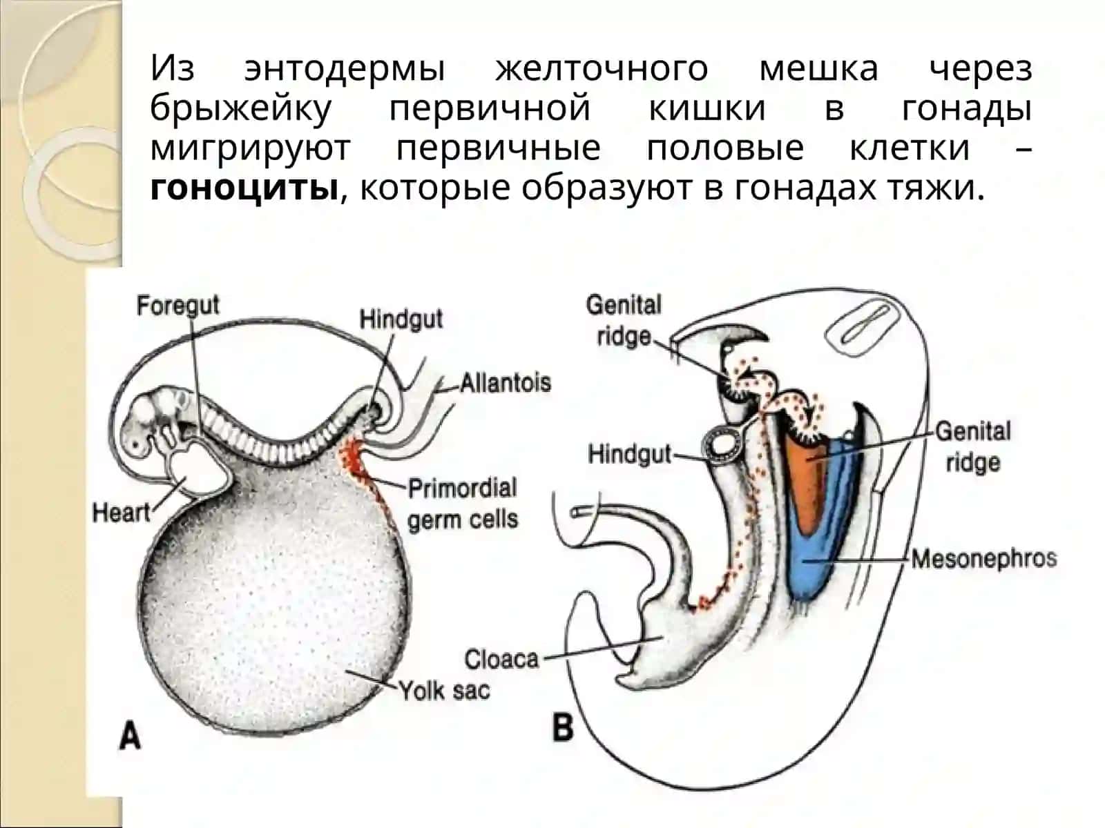 Гистология, цитология, эмбриология 4