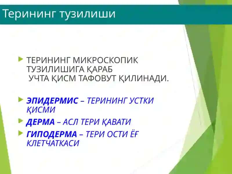 Терининг тузилиши, морфологик элементлари 4