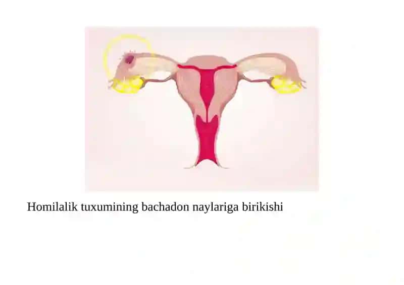 BACHADONDAN TASHQARI HOMILADORLIK 4