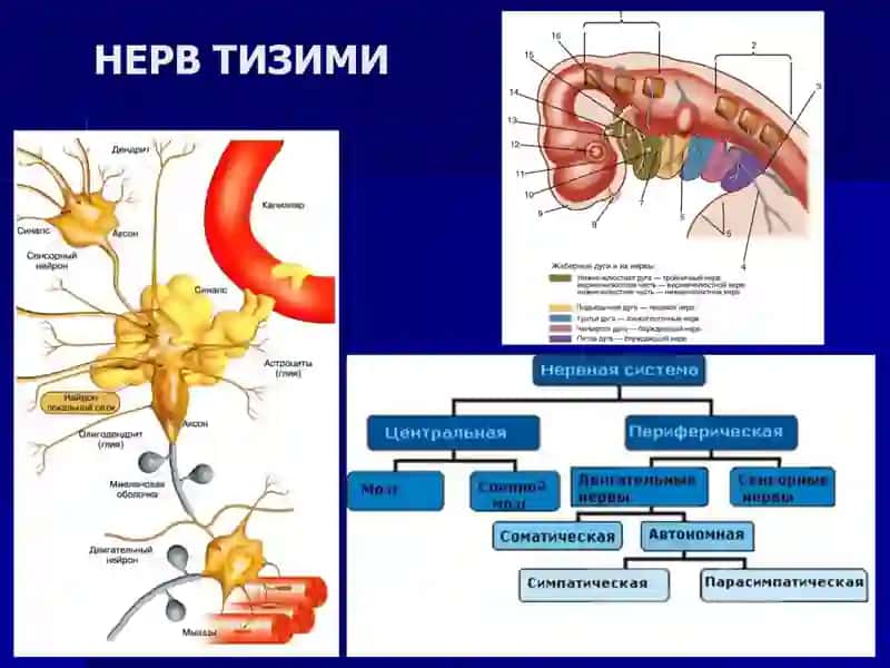 Нерв системаси анатомияси ва операциялар 4