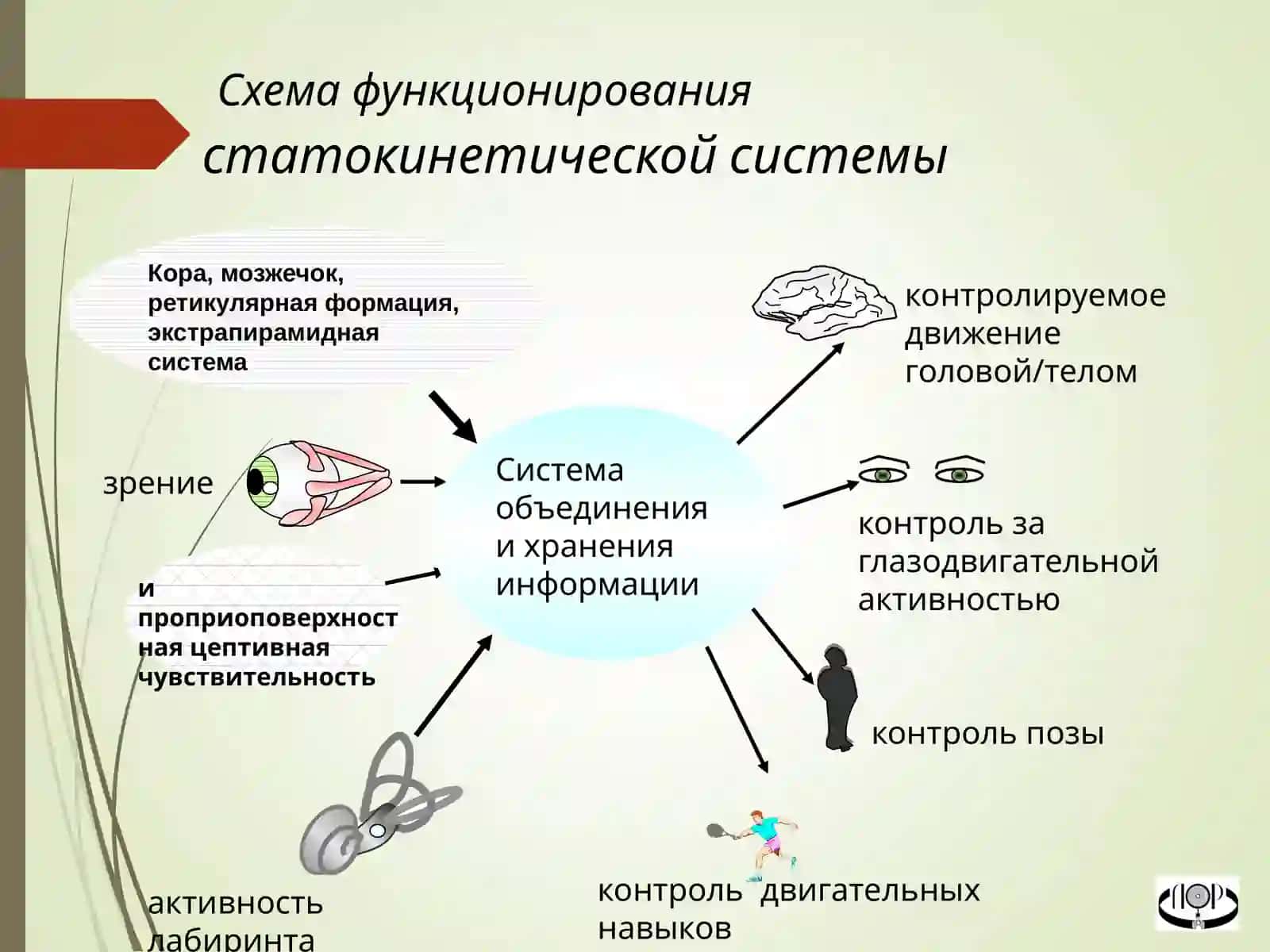 Вестибулярный анализатор 4