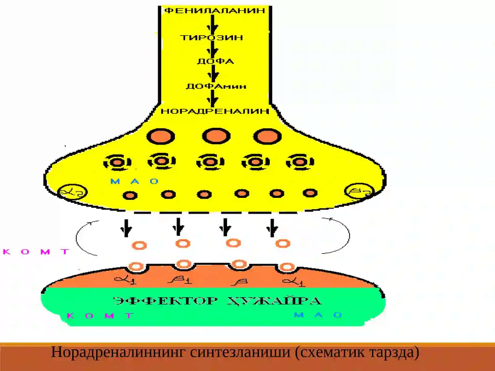 Адремометиклар симпатомиметикар (farmakalogiya) 4