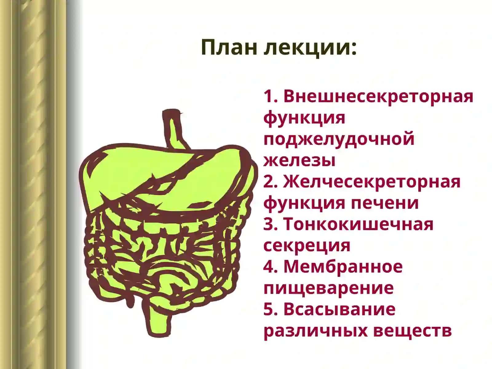 ТРИ ЗВЕНА ПИЩЕВАРЕНИЯ В ТОНКОЙ КИШКЕ 4