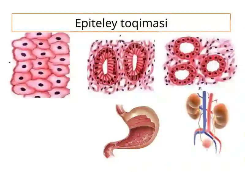 To`qimalar, organlar organizm 4