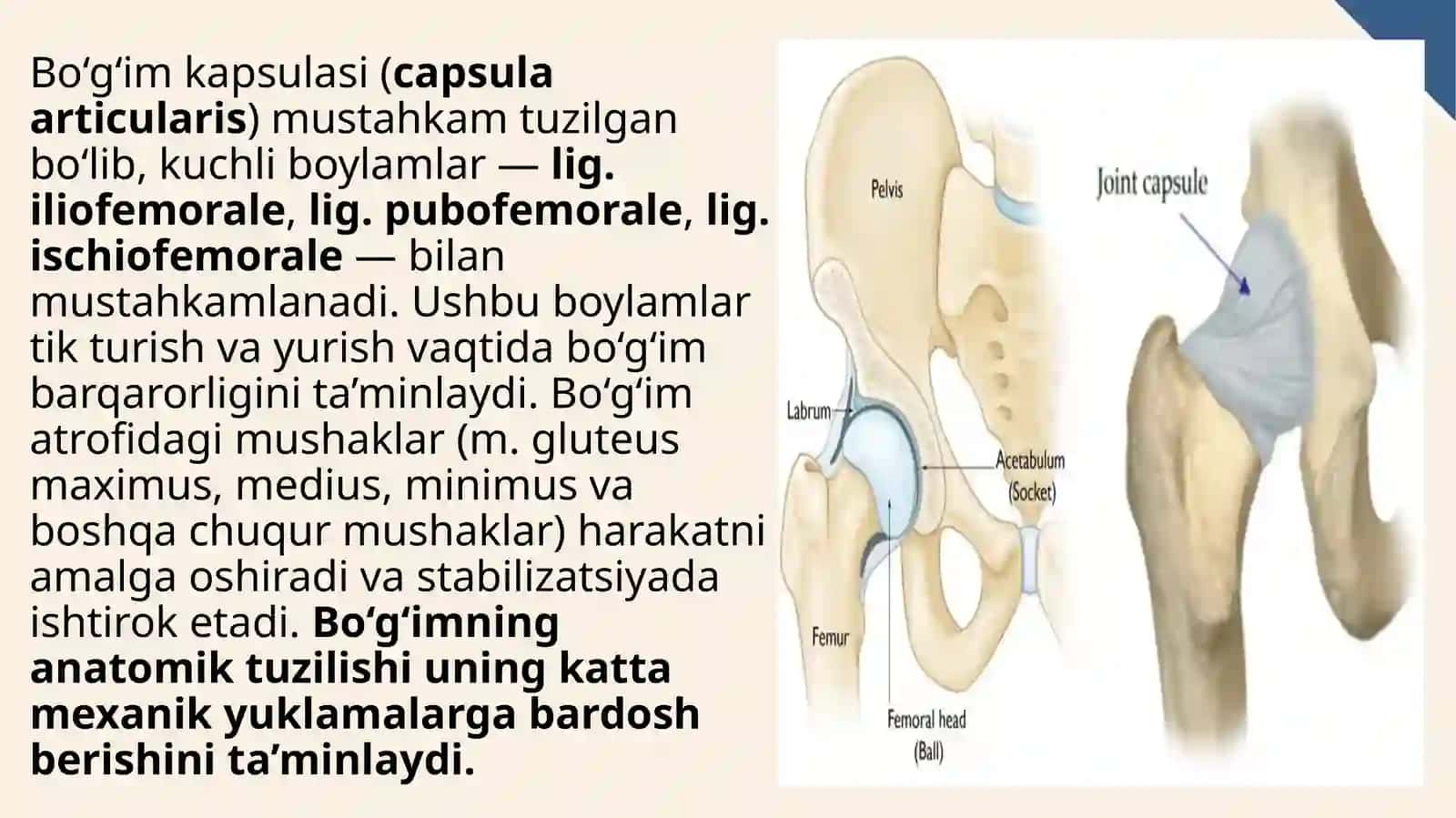 Chanoq–son bo‘g‘imini endoprotezlash (total hip arthroplasty) 4