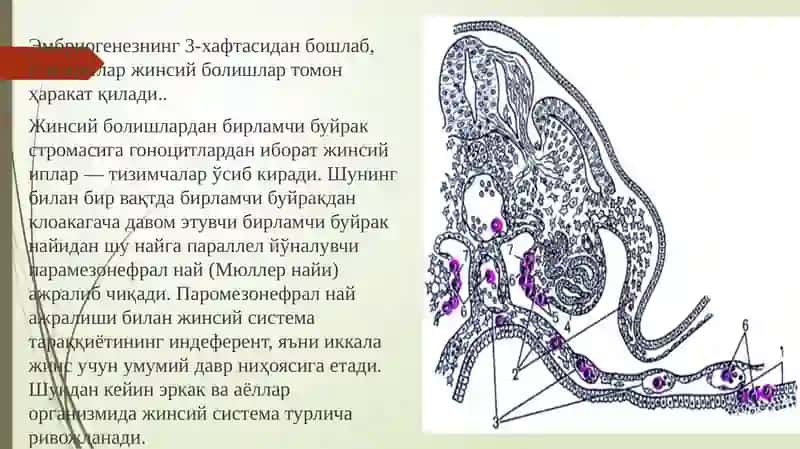 ERKAKLAR REPRODUKTIV SISTEMASI 4