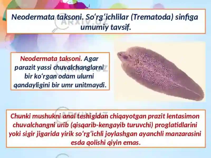 Soʻrgʻichlilar sinfi Jigar qurti 4