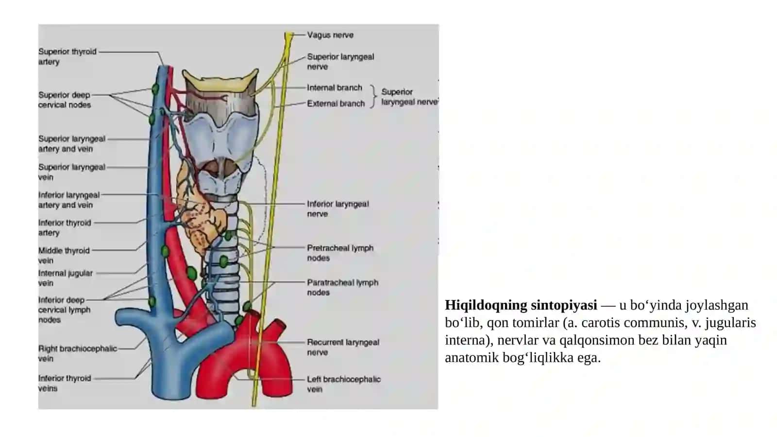 HIQILDOQ (LARYNX) 4