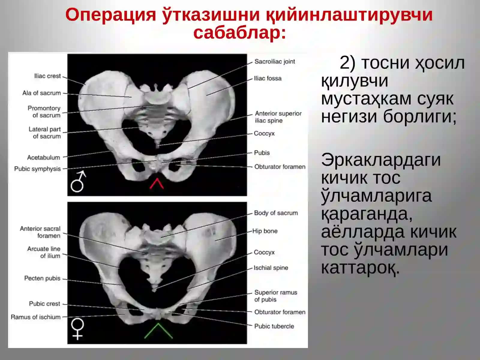 Тос соҳаси ва ундаги аъзолар топографик анатомияси 4