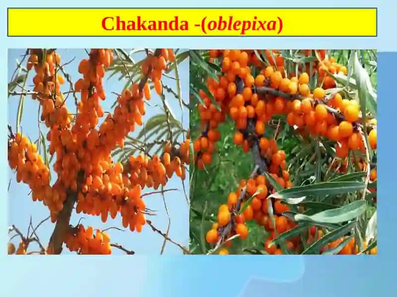 Chakanda(oblepixa) va qalampir zararkunandalari 4