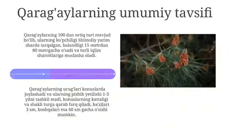 Qaragʻaylar (ochiq urugʻlilar) 4