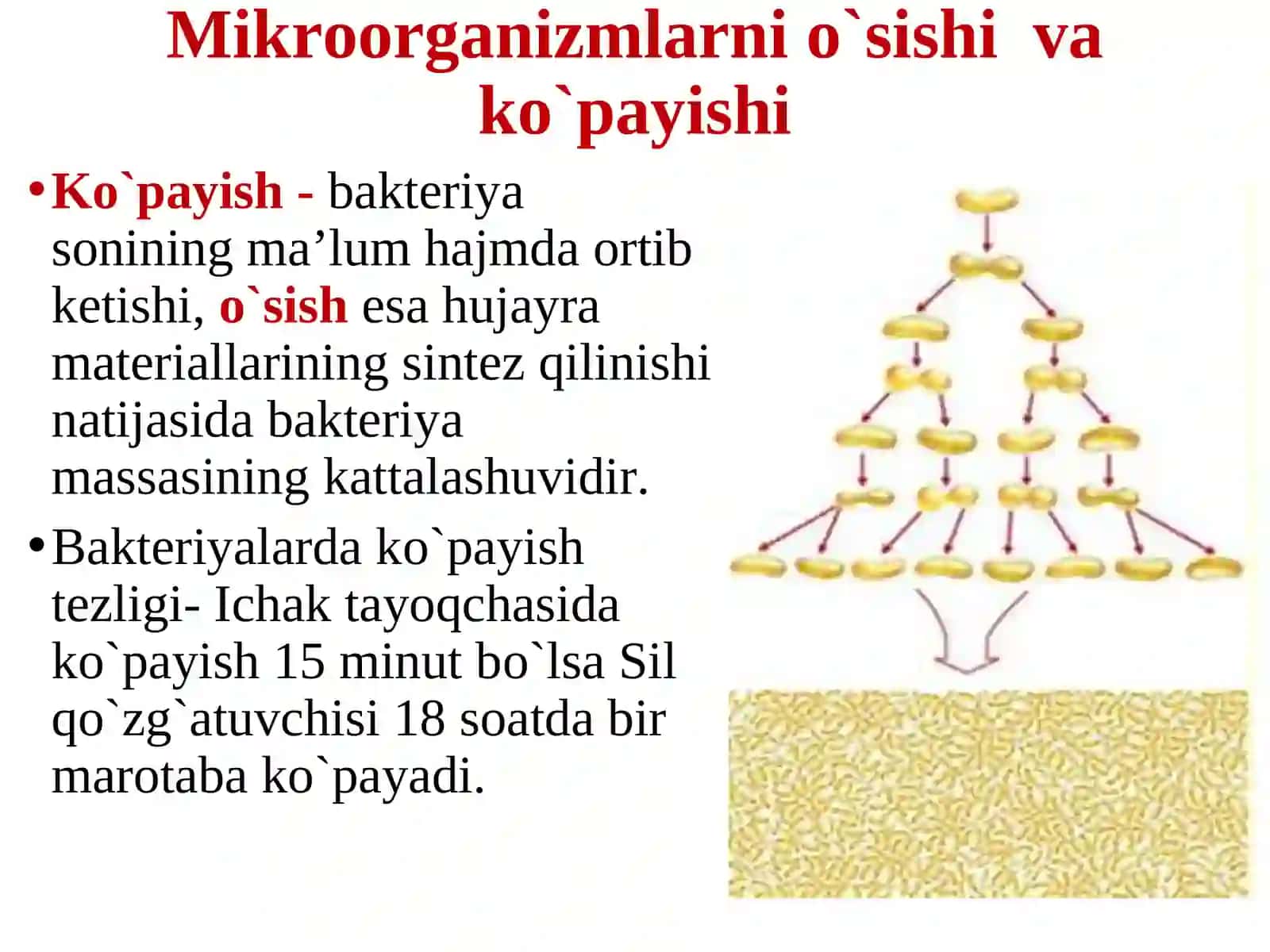 Bakteriyalarda fermentativ jarayonlar 4
