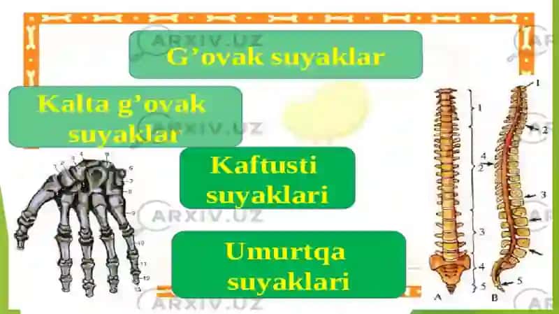 Chanoq Kamarisuyaklari 4